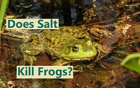 Why Do Frogs Explode With Salt
