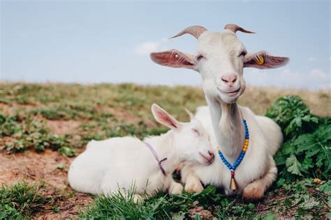 why do goats make good pets
