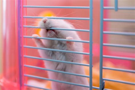 Why Do Hamsters Bite The Cage Bars
