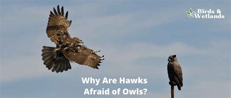 Why Do Hawks Attack Owls