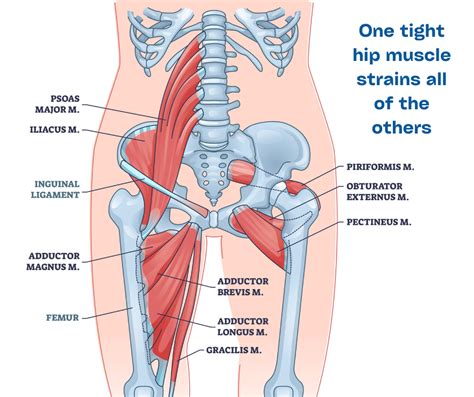 Why Do Hip Flexors Get Tight