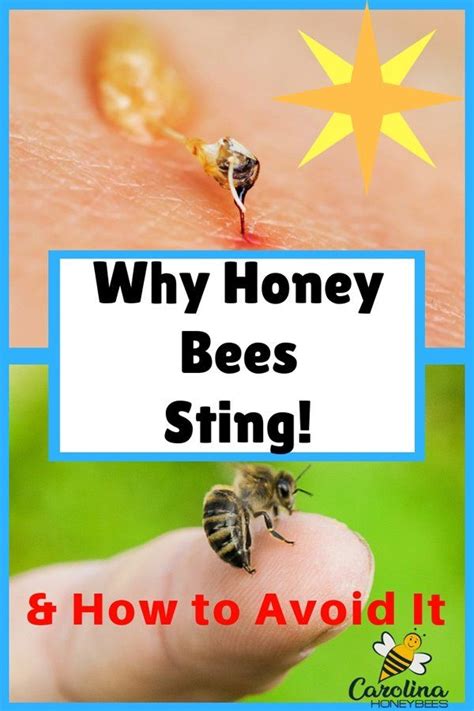 why do honey bees sting