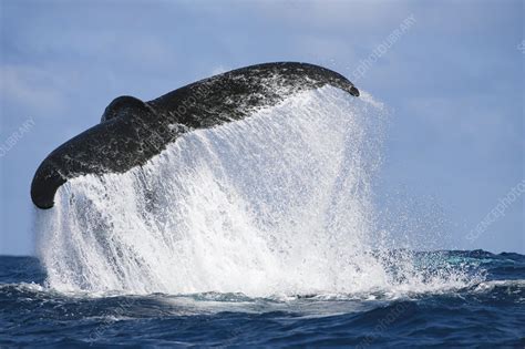 why do humpback whales slap their fins