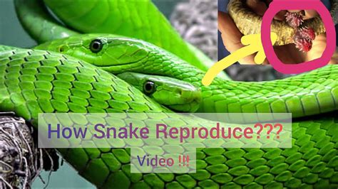 why do i love snakes