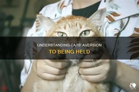 Why Do Kittens Hate Being Held