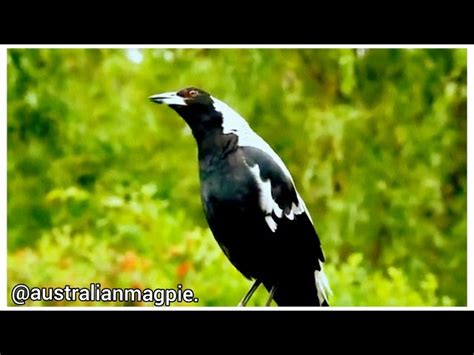 why do magpies sing