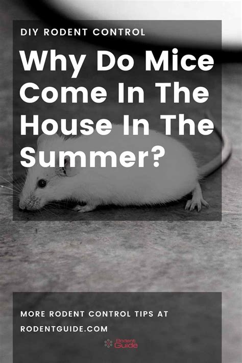 Why Do Mice Like Closets