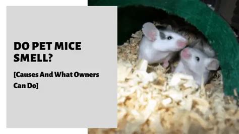 Why Do Mice Smell