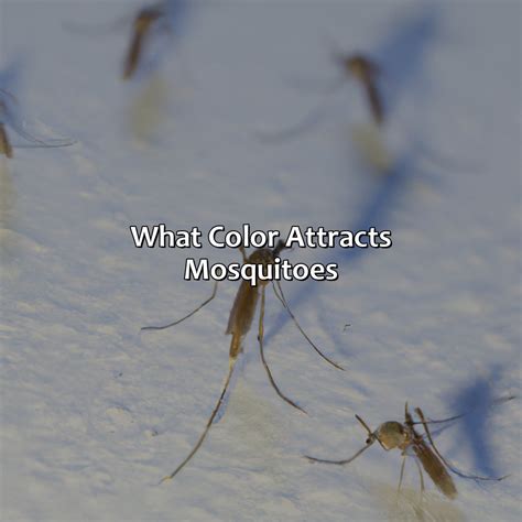 Why Do Mosquitoes Like Dark Colors