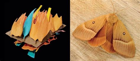 why do moths vibrate