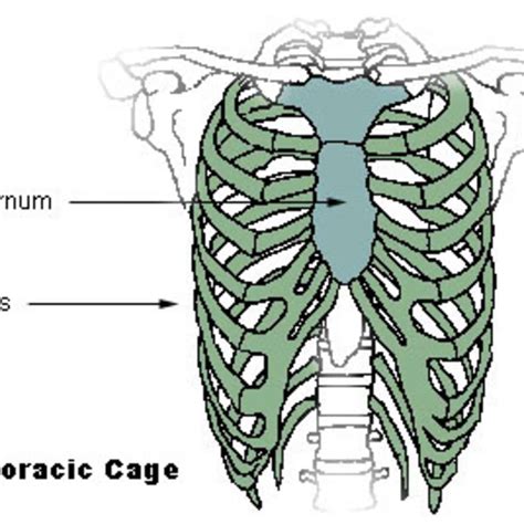 Why Do My Chest Bones Keep Popping