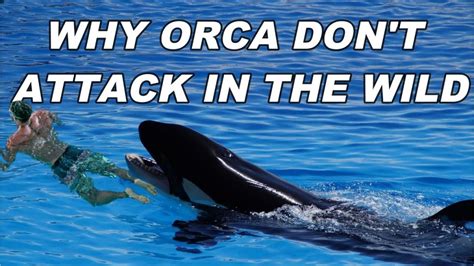 why do orcas not harm humans