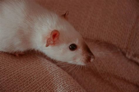 Why Do Pet Rats Squeak