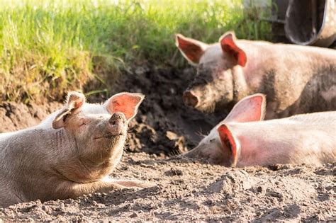 Why Do Pigs Roll Around in the Mud?