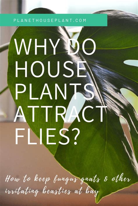 Why Do Plants Attract Flies