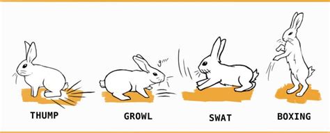 Why Do Rabbits Attack