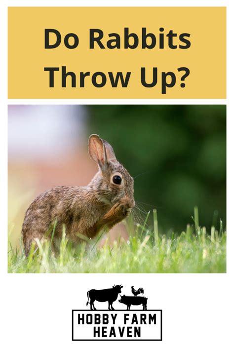 Why Do Rabbits Throw Things