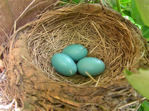 Why Do Robin Eggs Not Hatch