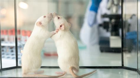Why Do Scientist Use Rats For Testing