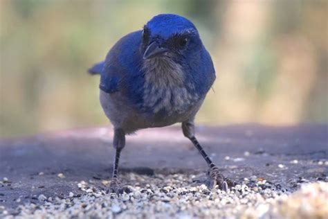 Why Do Scrub Jays Squawk