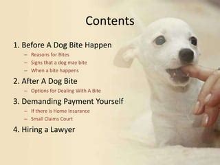 Why Do Small Dogs Bite