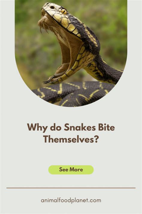 Why Do Snakes Bite Themselves