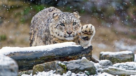 why do snow leopards have thick paws