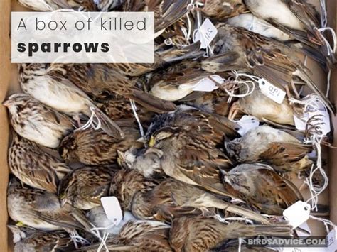 Why Do Sparrows Kill Each Other