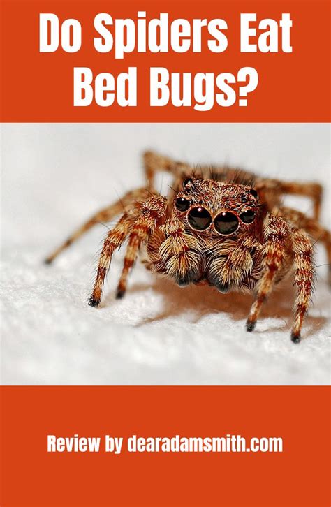 Why Do Spiders Like Beds