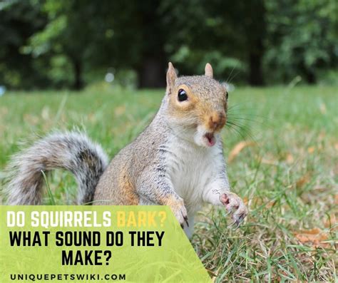 Why Do Squirrels Bark And Squeak