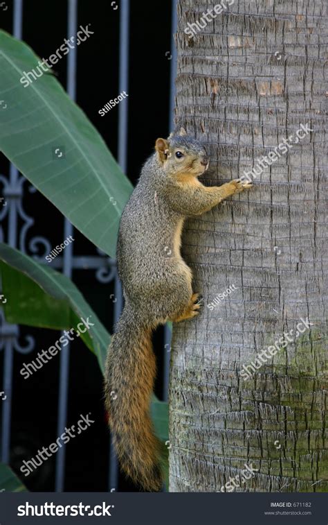 Why Do Squirrels Climb Palm Trees