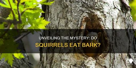 Why Do Squirrels Eat Bark