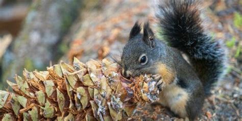 Why Do Squirrels Eat Pine Cones