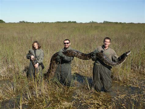 why do they catch pythons alive in the everglades