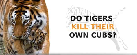 Why Do Tigers Kill Their Cubs