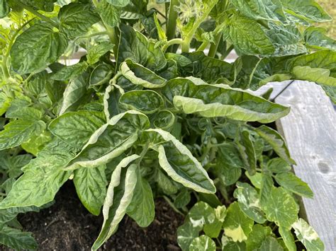Why Do Tomatoes Get Leaf Curl