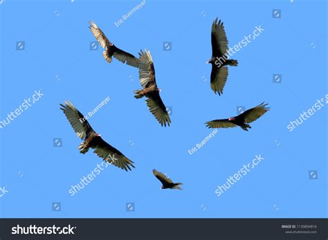 Why Do Turkey Vultures Circle In Large Groups