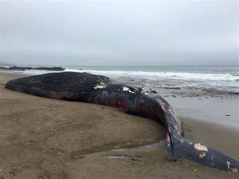 why do whales wash up on shore