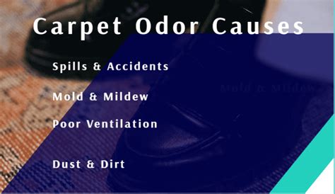 Why Do Wool Carpets Smell