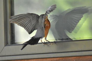 Why Does A Bird Keep Trying To Get In A Window