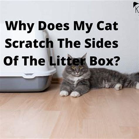 Why Does A Cat Need Two Litter Boxes