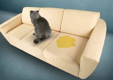Why Does A Cat Pee On A Couch