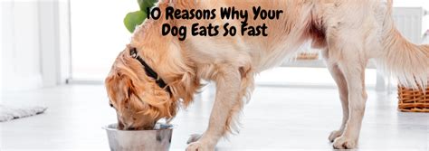 Why Does A Dog Eat So Fast