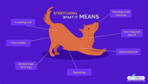 Why Does A Dog Keep Stretching