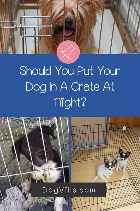 Why Does A Dog Need To Sleep In A Crate