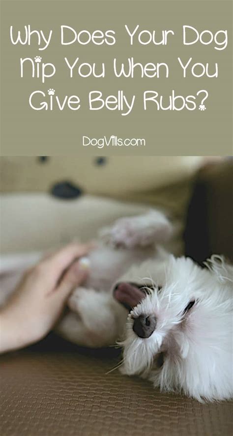 Why Does A Dog Nip You