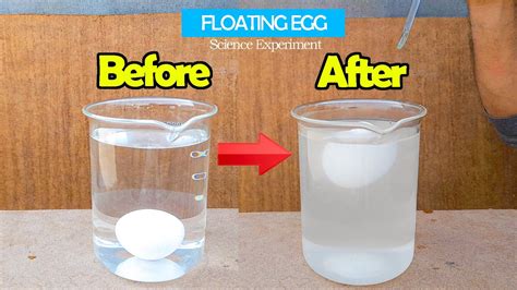 Why Does An Egg Float In Water