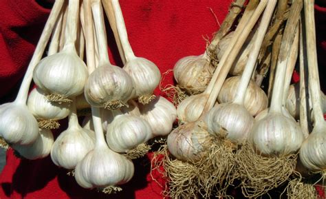 Why Does Blue Buffalo Have Garlic