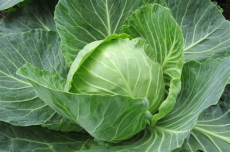 Why Does Cabbage Make You Poop