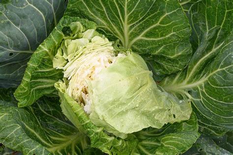 Why Does Cabbage Split Open